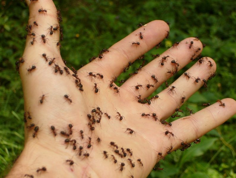 ants, wood ants, hand